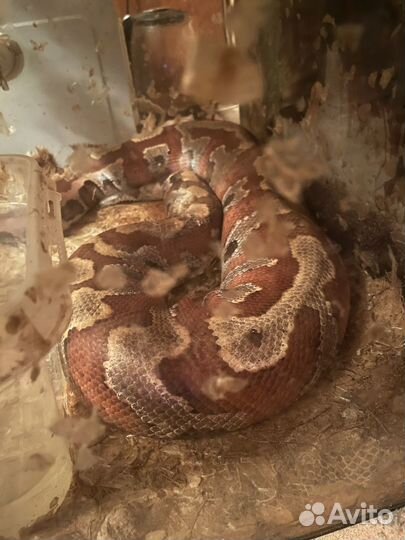 Змея удав короткохвостный