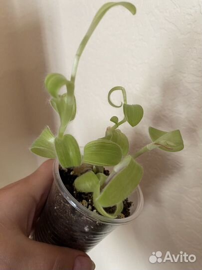 Антуриум Лилли Ред и разные комнатные