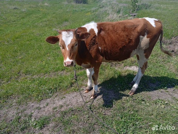 Продаётся телка