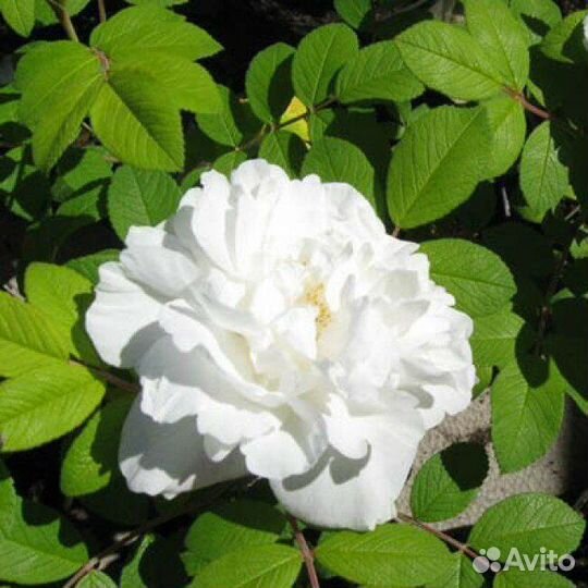 Лилейник,клематис,актинидия,жимолость,розы