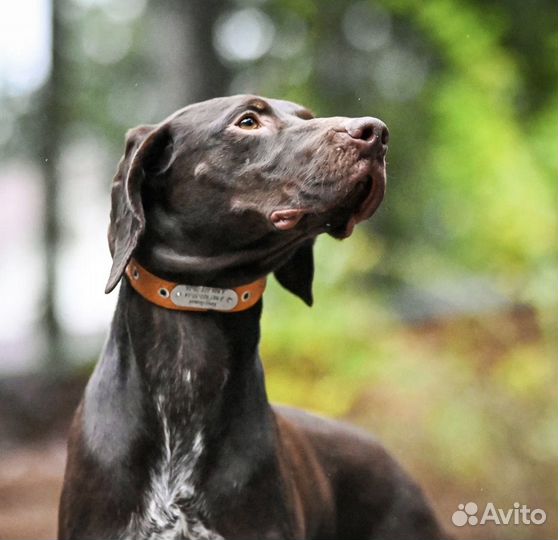 В добрые руки девочка Курцхара, 10 месяцев, в дар