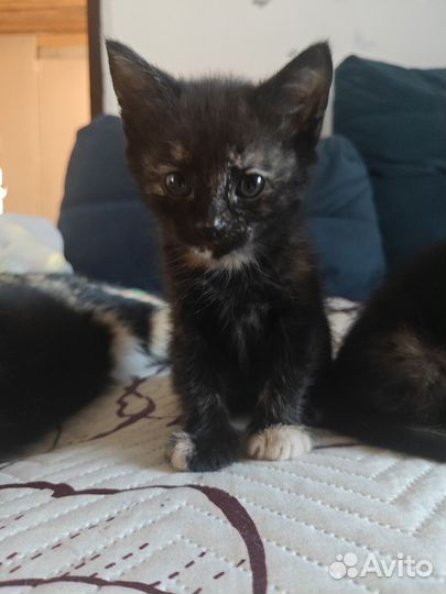 Отдадим котят в добрые руки