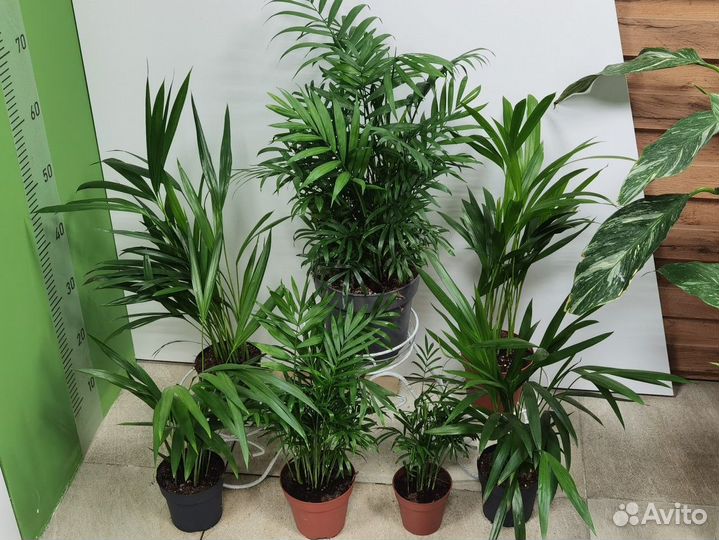 Пальма Хамедорея Элеганс, комнатные растения