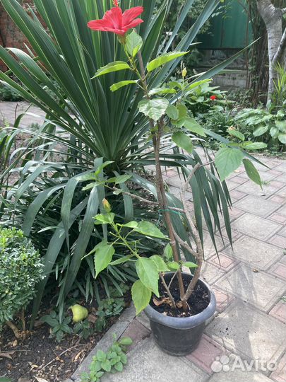 Гибискус Double Peach желто-персиковый махровый и