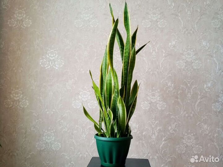 Сансевиерия