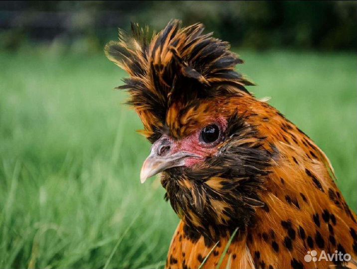 Павловское золото.Яйца