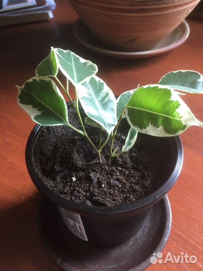 Фикус бенджамина