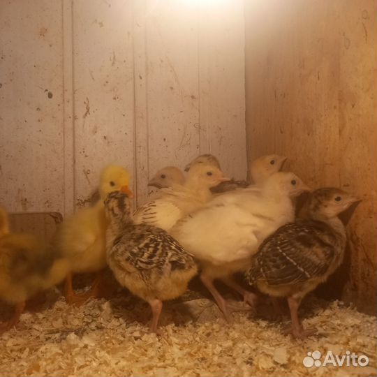 Гуси индюки индюшата цесарята