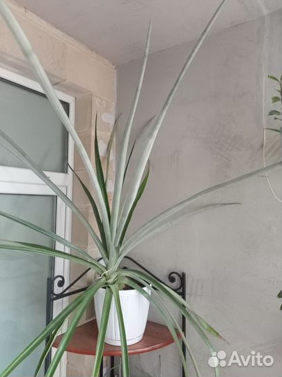 Комнатный ананас