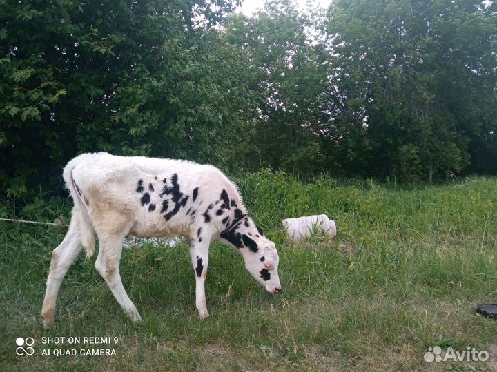 Продам телочку