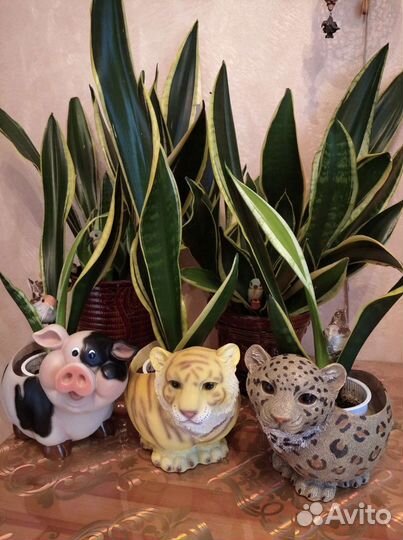 Сансевиерия