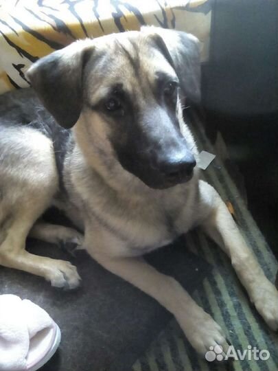 Собака в добрые руки щенок мальчик