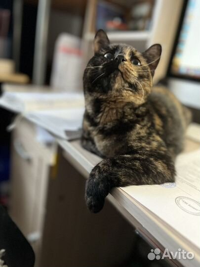 Кошка в дар