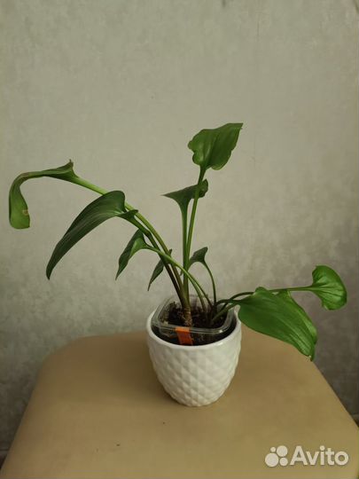 Комнатные растения