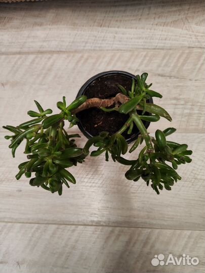 Крассула хоббит