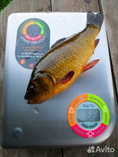 Карась живой