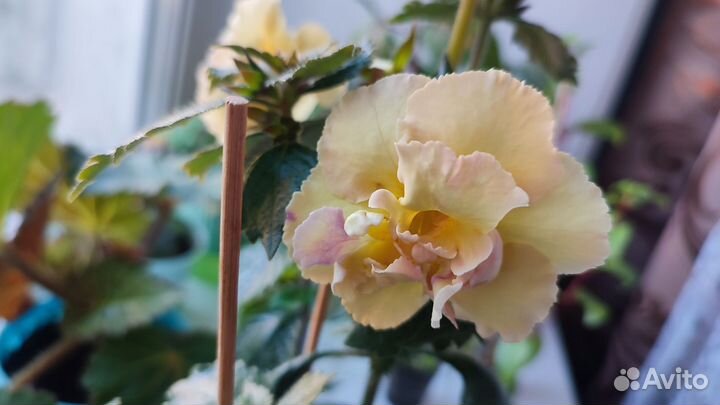 Цветы ахименесы