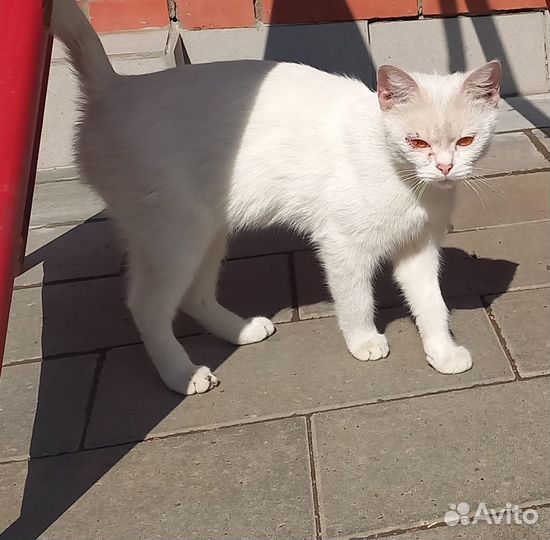 Белоснежка ищет дом