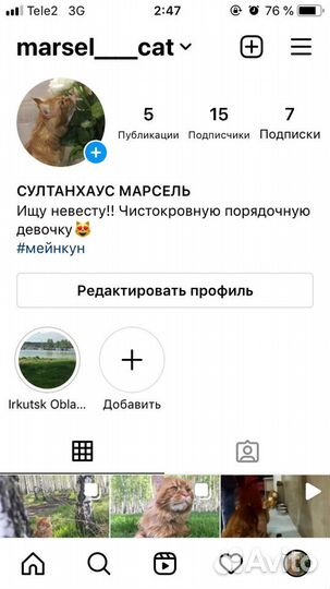 Кот Мейн-кун вязка