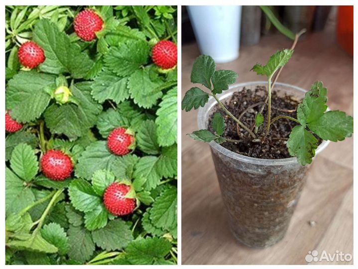 Почвопокровники: дюшенея, барвинок, вербейник