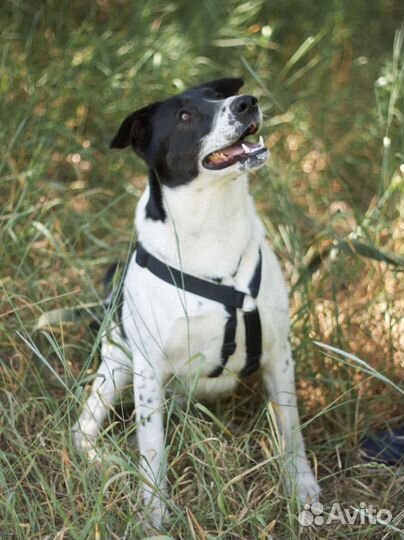 Профессиональный целовальщик Смоки