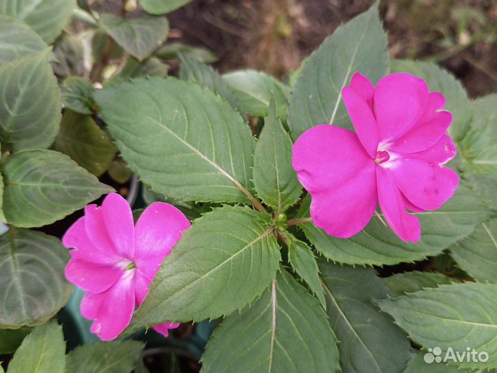 Бальзамины