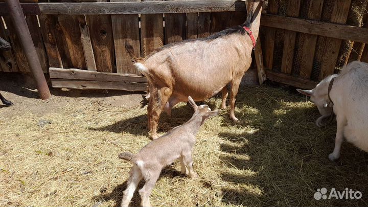 Альпийские козы