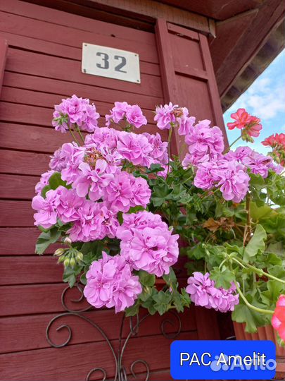 Пеларгония герань (плющелистная)