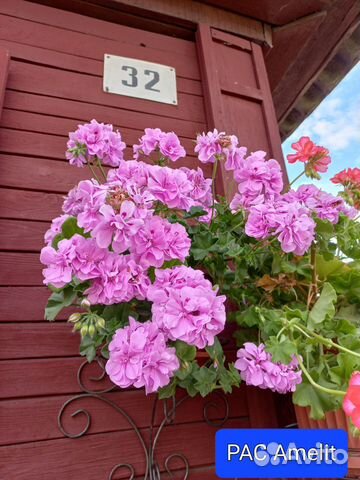 Пеларгония герань (плющелистная)