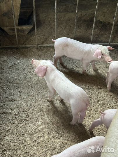 Чистопородные поросята. 
