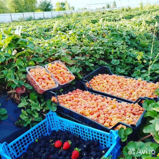 Саженцы малины