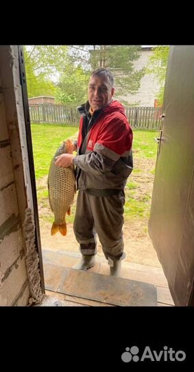 Макуха свежайшая