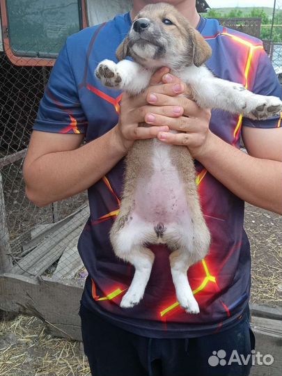 Борзые щенки