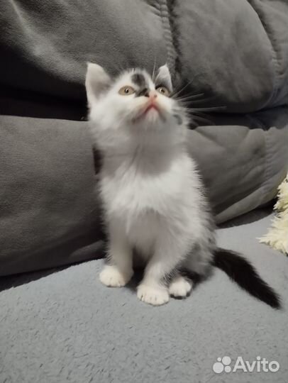 Отдам в добрые руки котёнка(мальчики)кушают всё