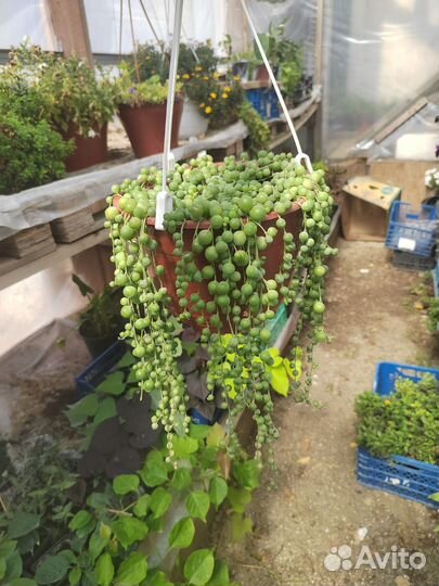 Крестовник роули