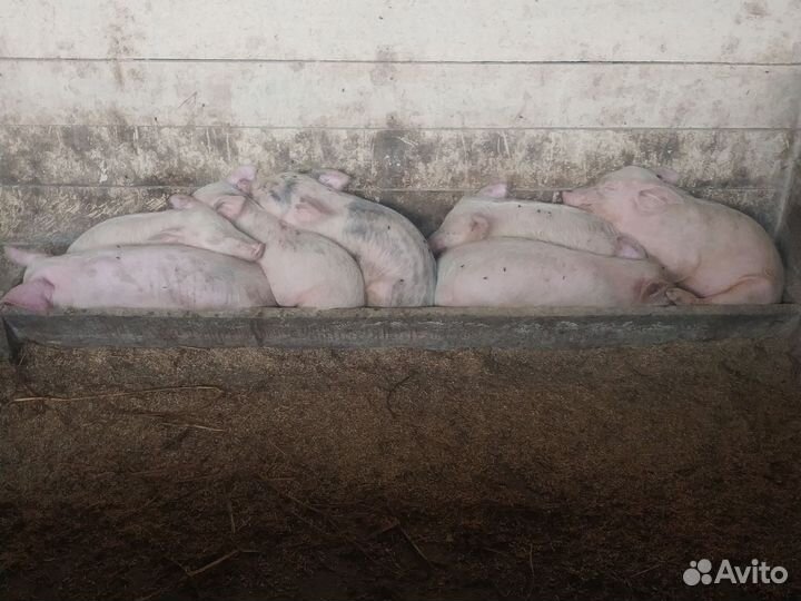 Поросята ландрас + крупнобелая