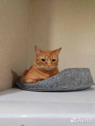 Рыжий котик в добрые руки