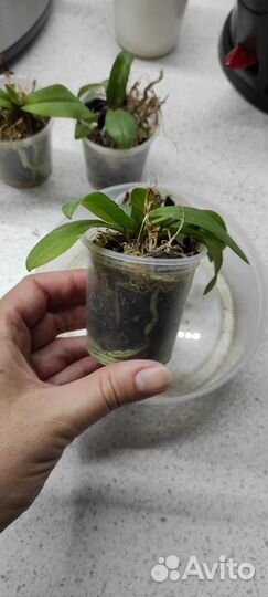 Орхидея фаленопсис