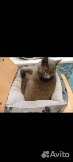 Передержка животных гостиница 