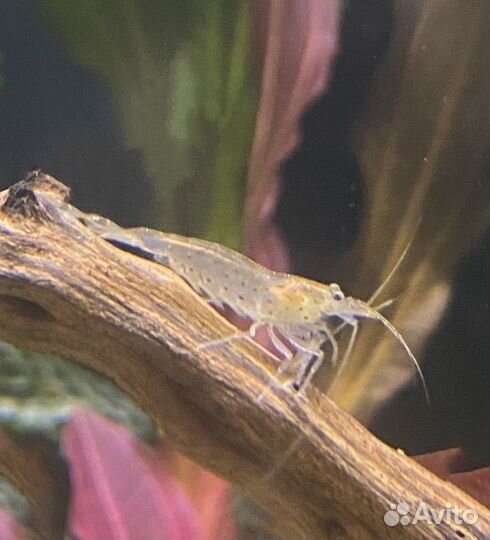 Аквариумные Креветки Амано