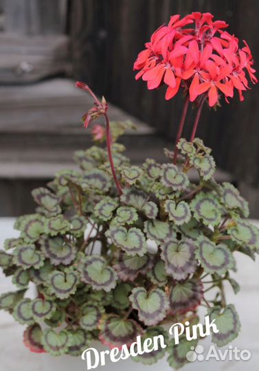 Пеларгония герань