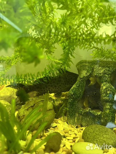 Аквариум 140 литров