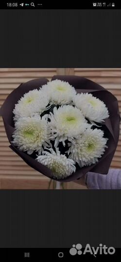 Саженцы хризантем