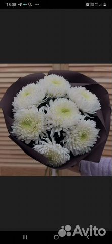 Саженцы хризантем