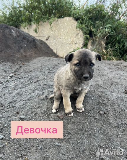 Щенки ищут дом