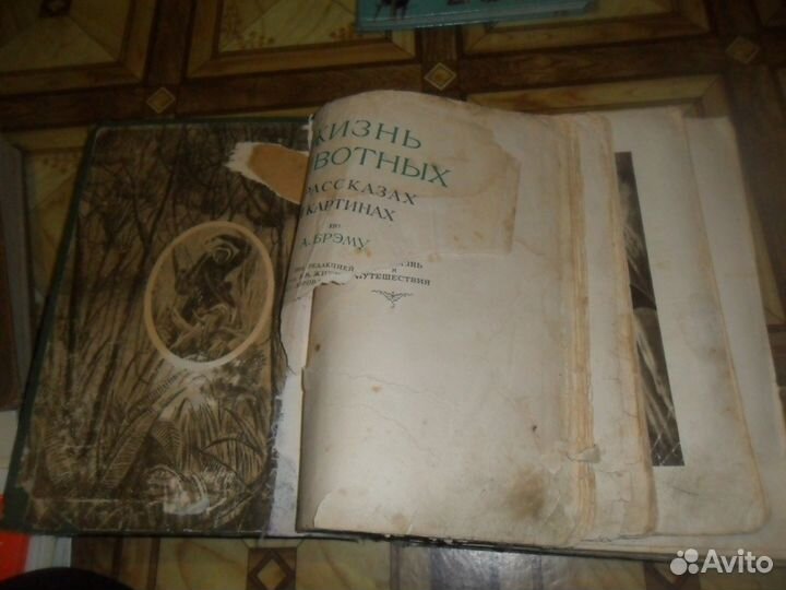 Жизнь животных 1937 год
