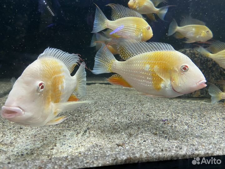 Геофагус акахарипты и альбино