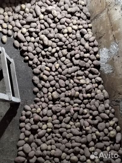 Картофель домашний