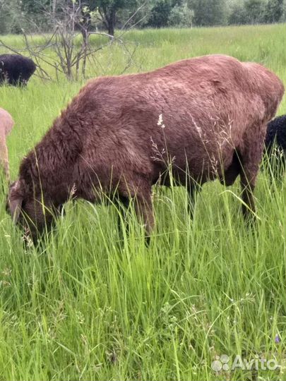 Курдючные бараны