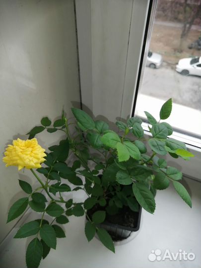 Роза комнатная